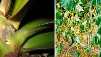 Фузариозно увяхване на стайни и градински растения