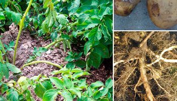 Фузариозно увяхване на картофите