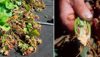 Фузариозно увяхване на ягоди