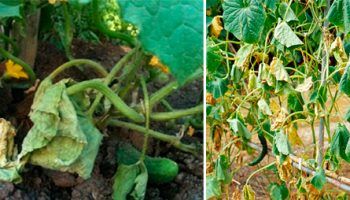 Фузариозно увяхване на краставицата