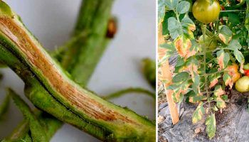 Фузариозно увяхване на домати