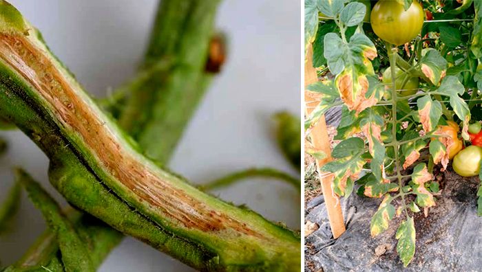 Фузариозно увяхване на домати Фузариозно увяхване на домати