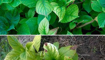 Болест на хортензията