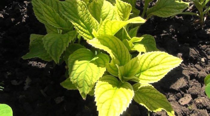 Хлороза на хортензия