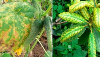 Хлороза на растенията