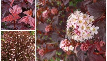 Дама с мехурчеста жълта трева в червено