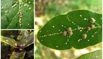 Фалшива люспеста щампа