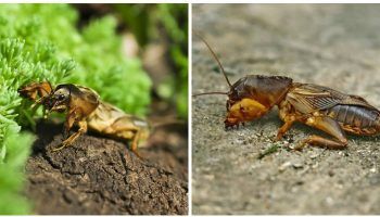 Крикет на къртица