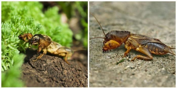 Крикет на къртица