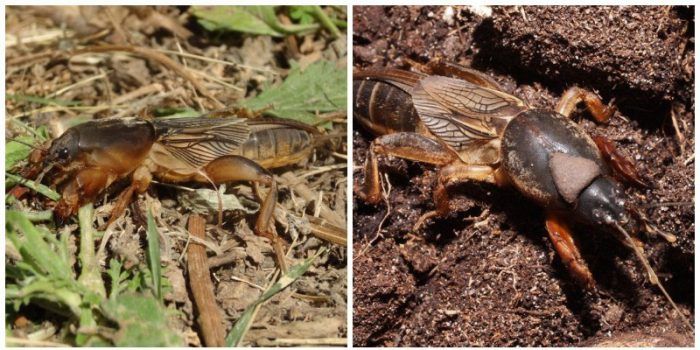 Къртящ щурец в градината