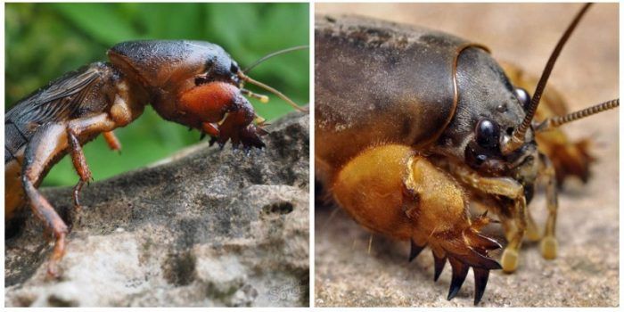 Вредителят къртичец