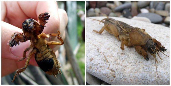 Голямо насекомо Къртичката е голям вредител.