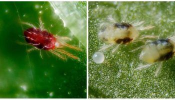 Паяжинообразен акар