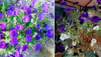 Петуния след трансплантация