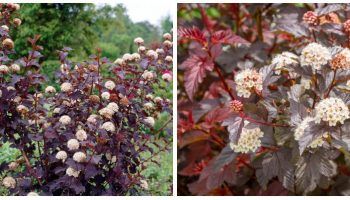 Цъфтящ червен барон