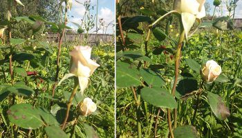 Черно петно ​​по розите