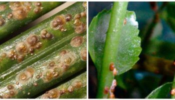 Въглищни насекоми по растенията