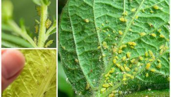 Листни въшки по стайни растения