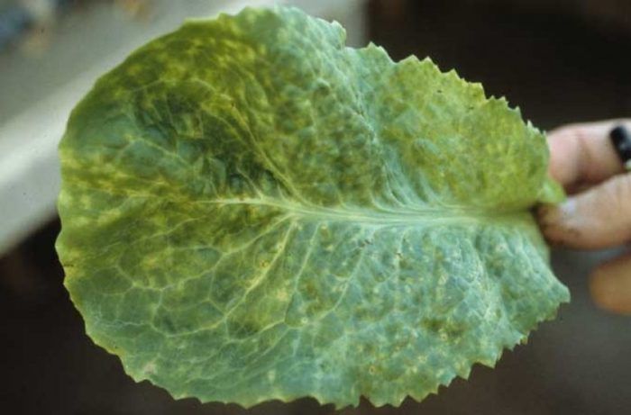 Мозайка от зеле