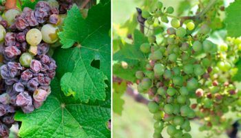 Болно грозде