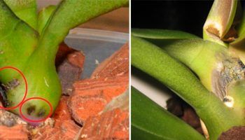 Фузариозно увяхване на орхидеи