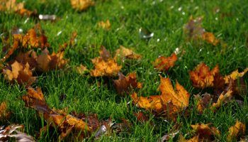 Есенна морава