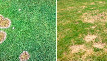 Пожълтяване на тревата