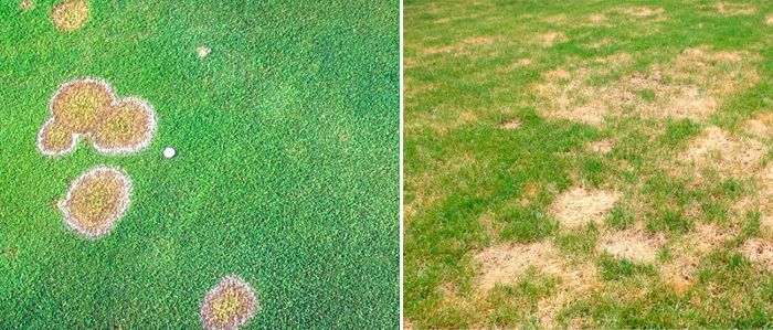 Жълти петна Пожълтяване на тревата