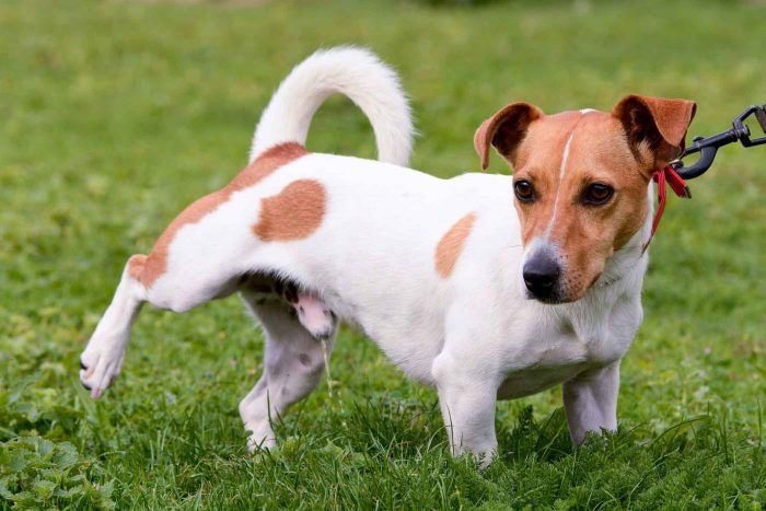 Куче на поляната Кучето пикае на тревата