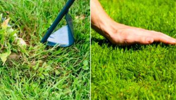 Дива трева и морава