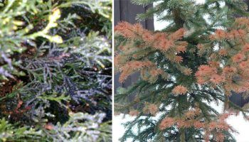 Увреждане на иглите