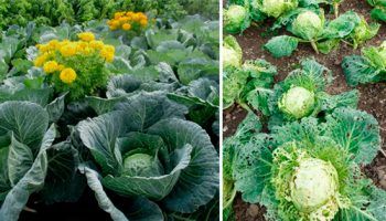 Здраво и болно зеле