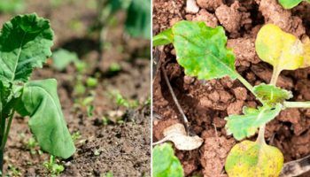 Увяхване на разсад от зеле