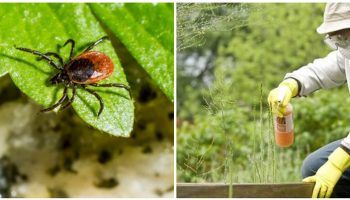 Отървете се от кърлежи във вашата градина