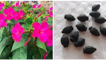 Мирабилис от семена