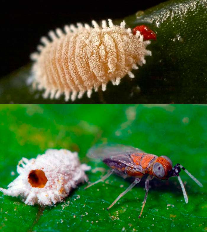 Мели Брашнеста буболечка