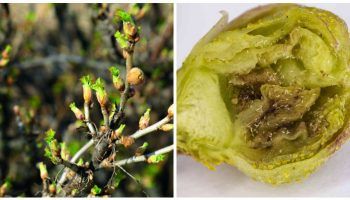 Пъпков акар по касис