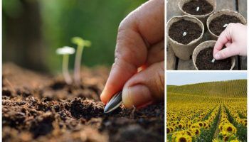 Как да засадим слънчоглед