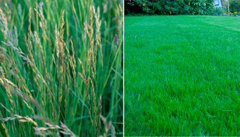 Многогодишен райграс