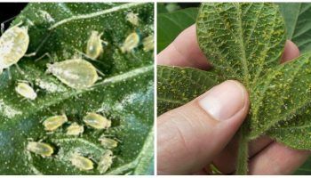 Листни въшки по разсад