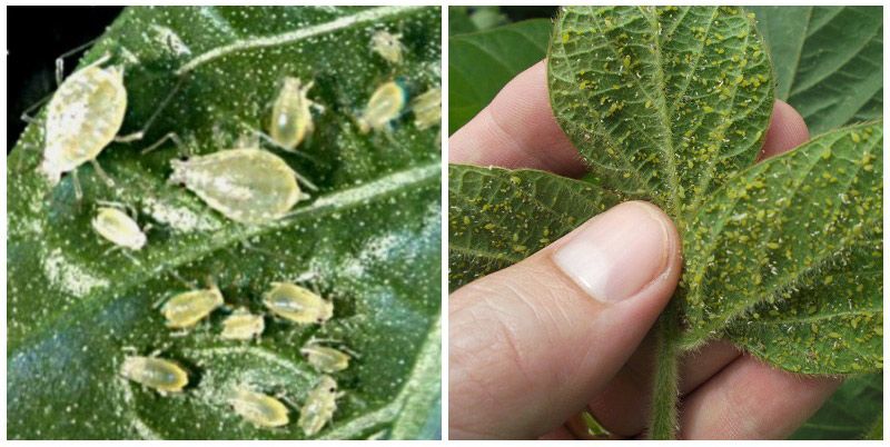 Листни въшки по разсад