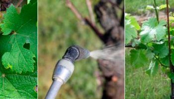 Пръскане на грозде