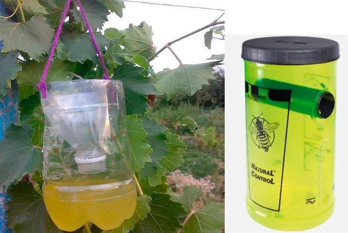 Осоловка Капани за оси