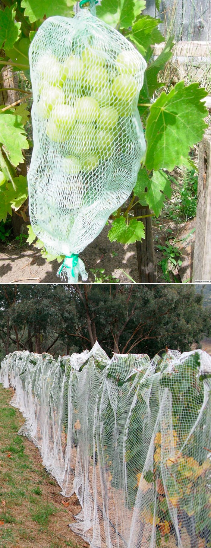 Мрежи за птици Защита на птиците