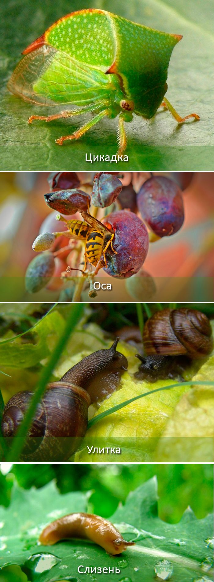 Цикади, оси и други Вредители по гроздето