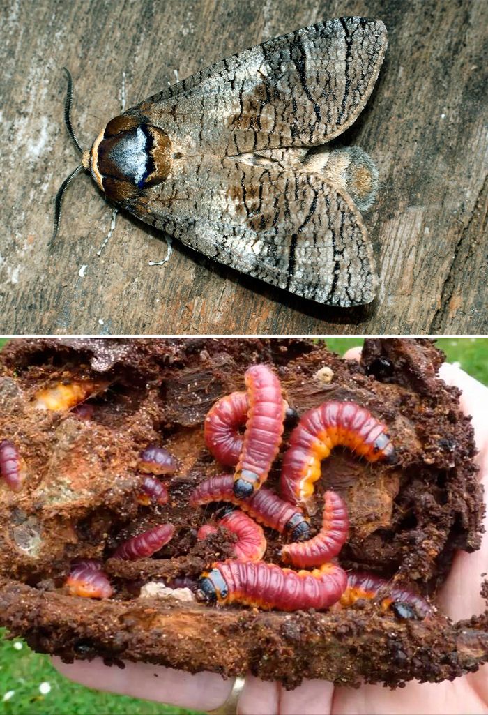 Вредител по кората Дървосекач