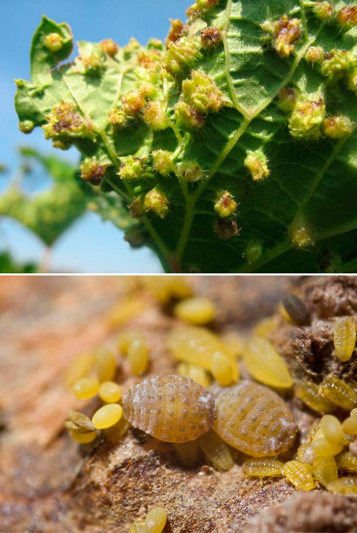 Вредител по гроздето Филоксера