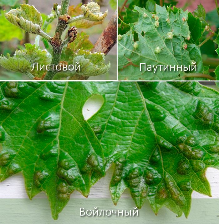 Видове кърлежи Кърлежи