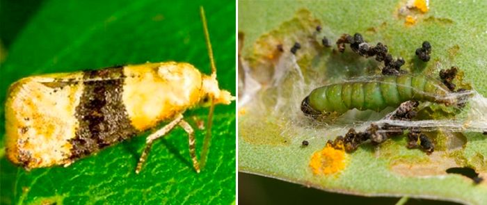 Опасно за цветята и пъпките Двугодишна листна завъртачка