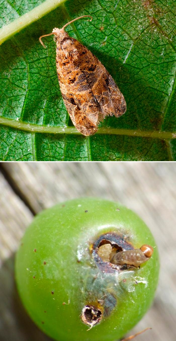 Засяга плодовете Лозов валяк